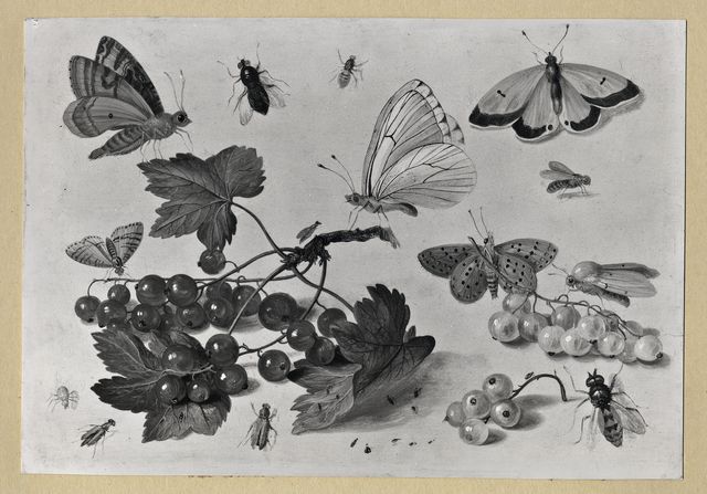 Anonimo — Kessel Jan van I - sec. XVII - Ribes, vespa, farfalle e altri insetti — insieme
